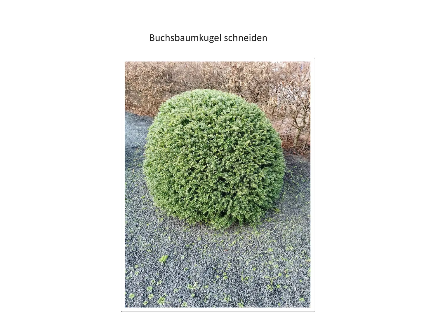 Hausmeisterservice Ralf Schmid, Buchsbaumkugel schneiden